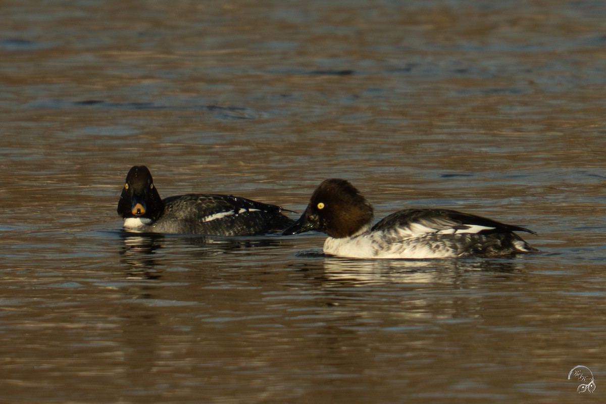 Schellente - ML646704132