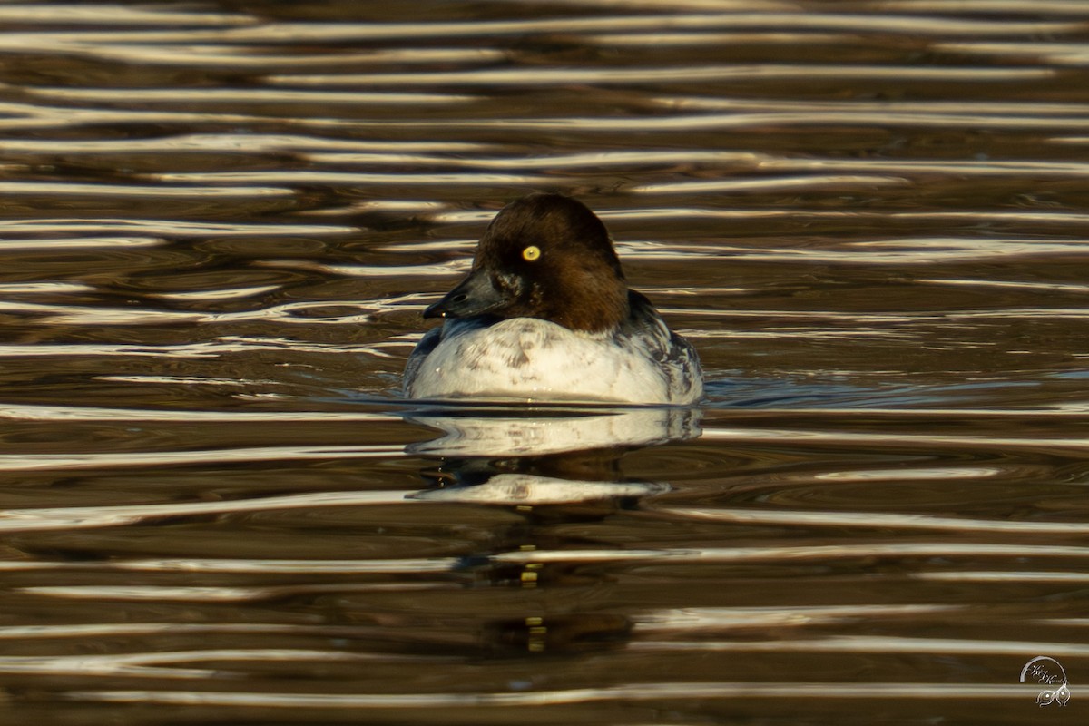 Schellente - ML646704133