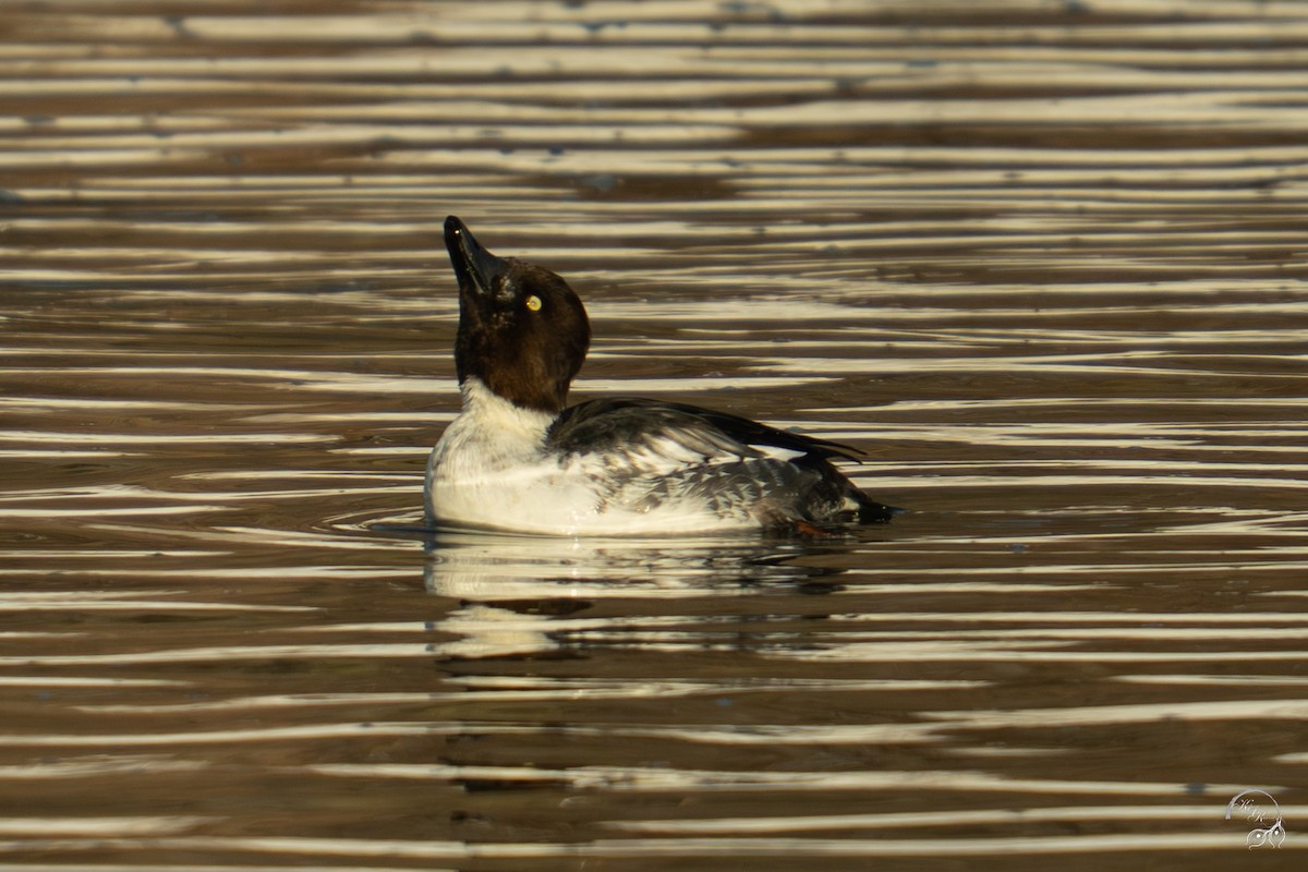 Schellente - ML646704135