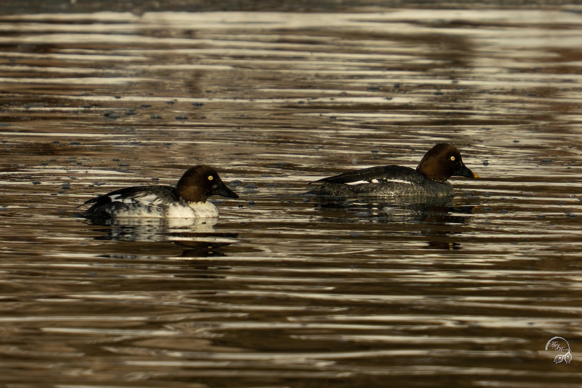 Schellente - ML646704136