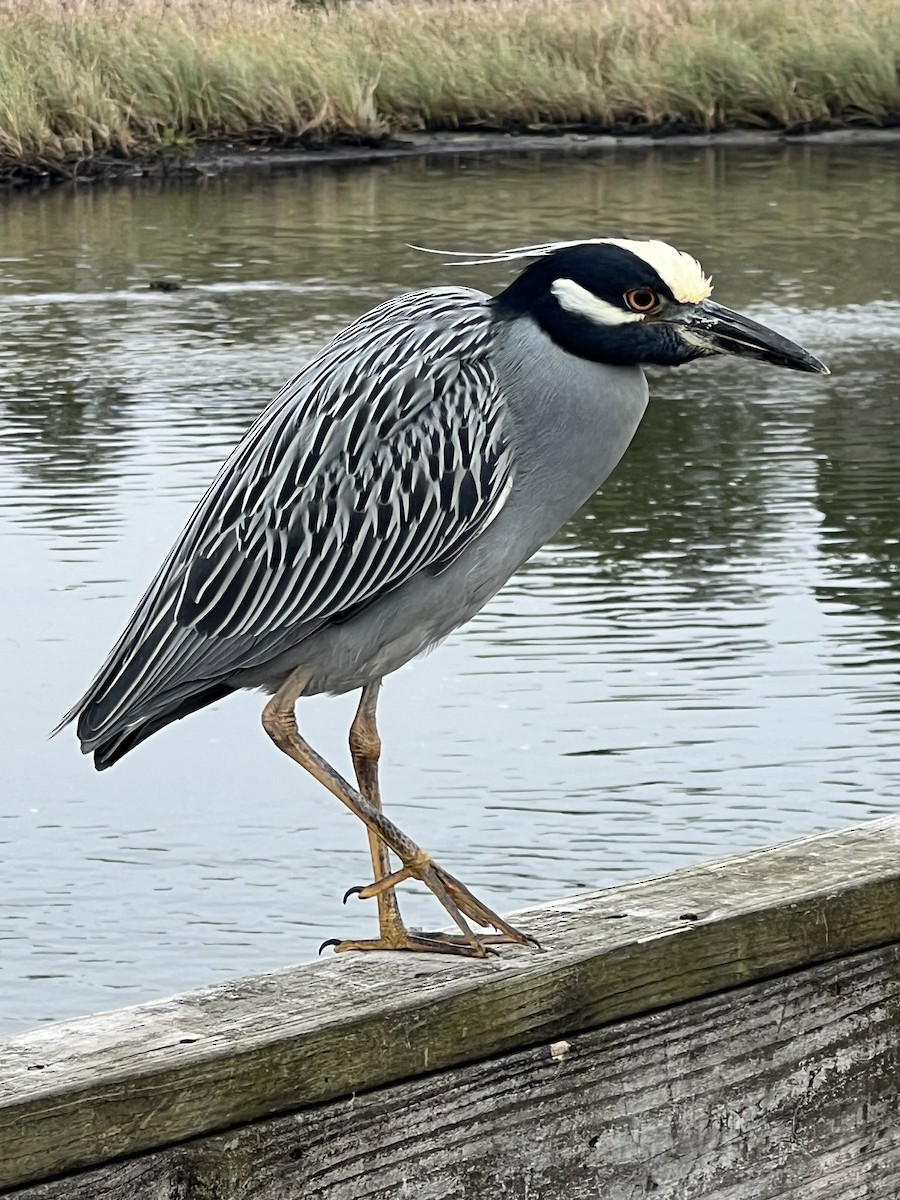 אנפת לילה צהובת-כיפה - ML646704137