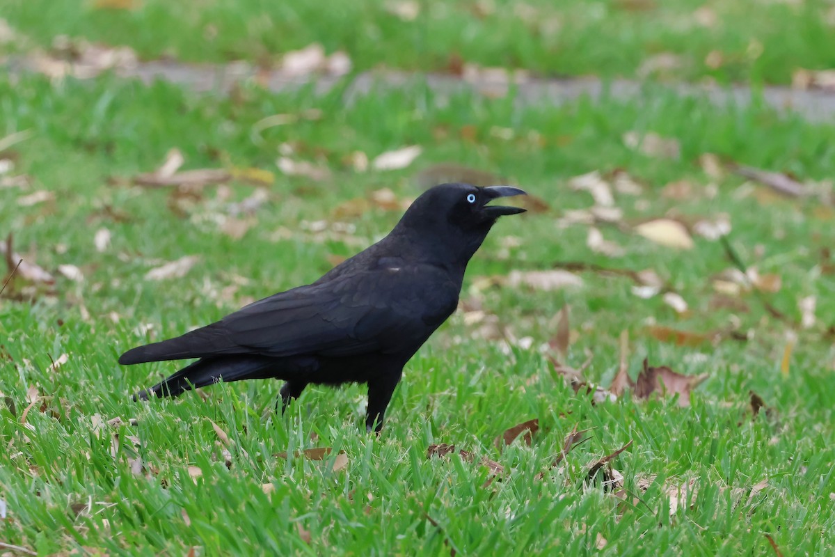 Torresian Crow - ML646704140