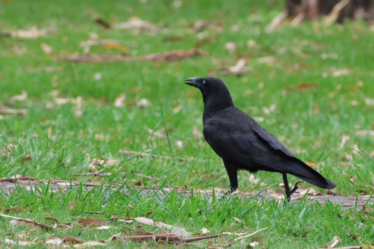 Torresian Crow - ML646704141