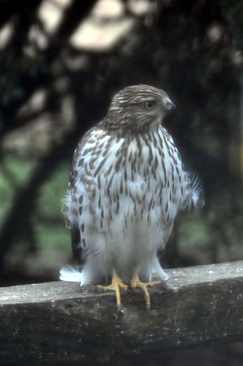 Cooper's Hawk - ML646704142