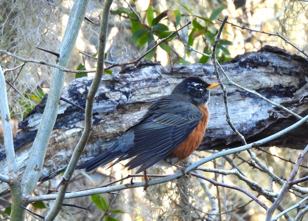 Дрізд мандрівний - ML646704144