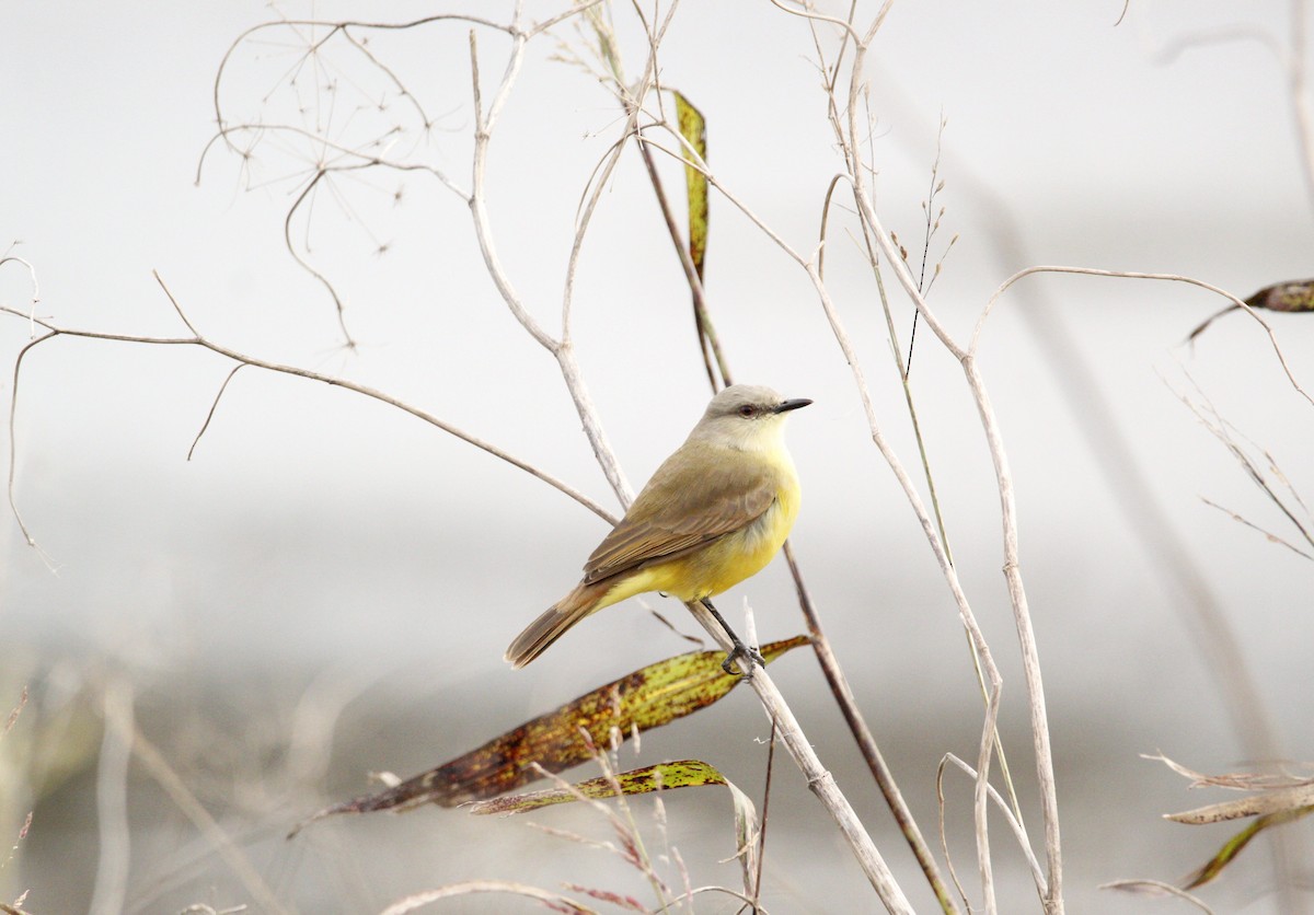 Cattle Tyrant - ML646704145