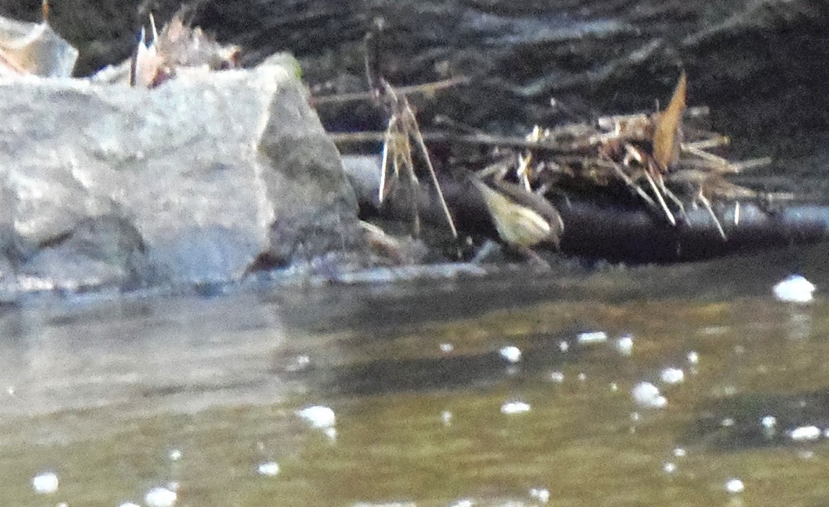 ミナミミズツグミ - ML646704147