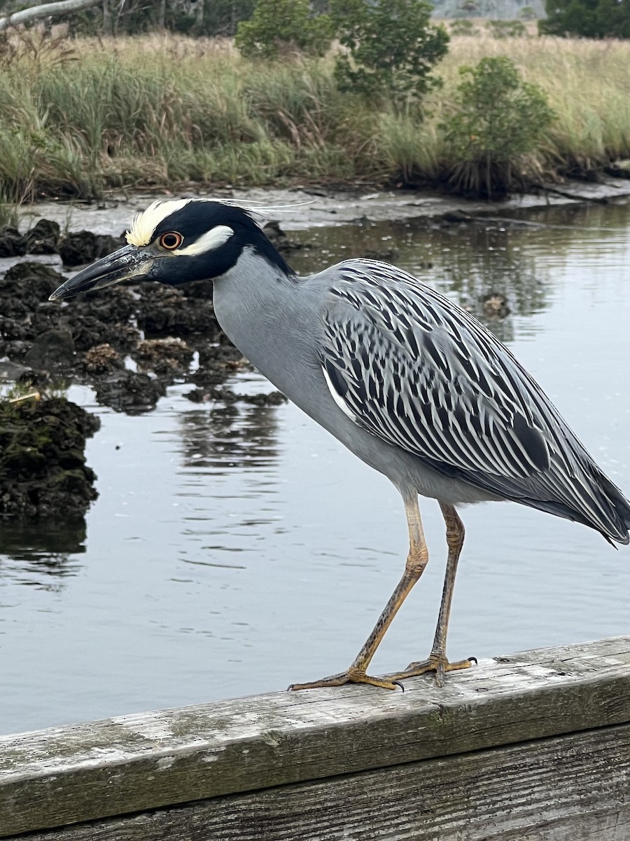 אנפת לילה צהובת-כיפה - ML646704150