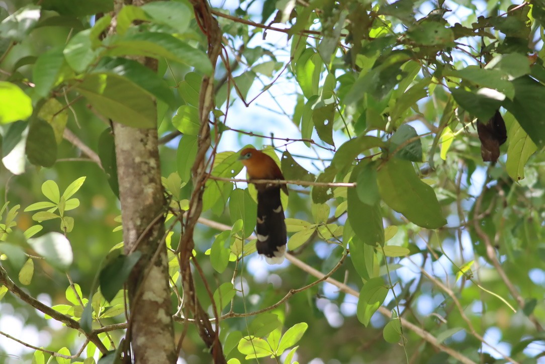 Raffles's Malkoha - ML646704151