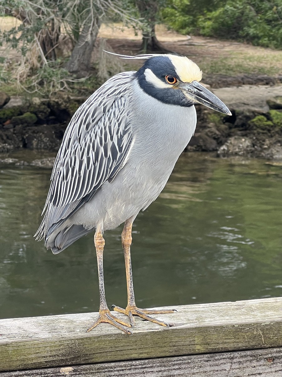 אנפת לילה צהובת-כיפה - ML646704155