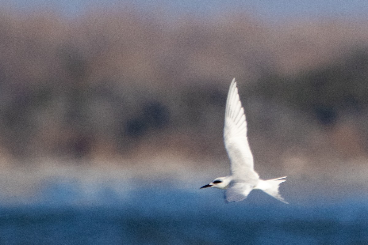 メリケンアジサシ - ML646704156