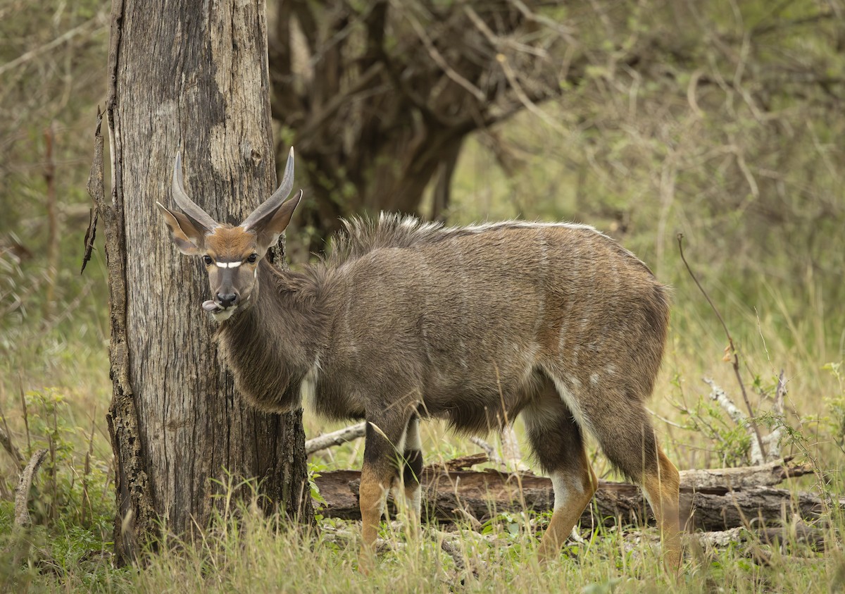 Nyala - ML646704160
