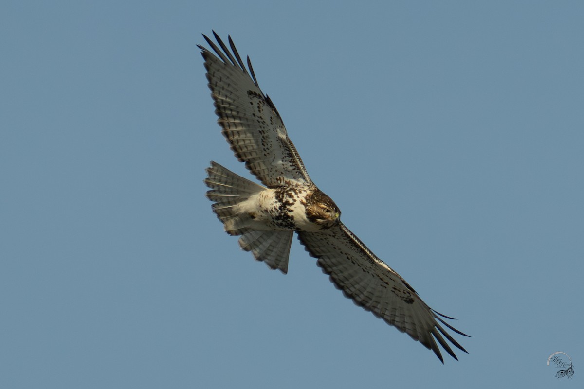 Rotschwanzbussard - ML646704161