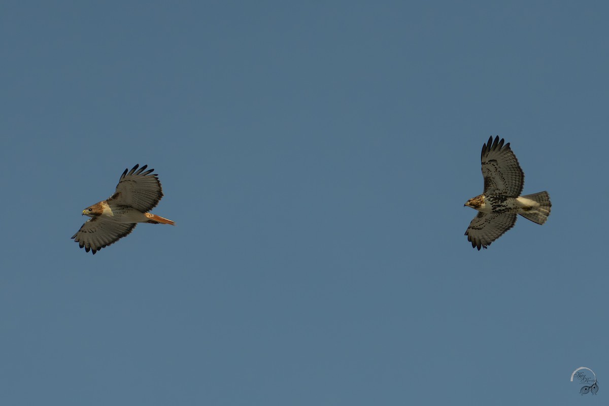 Rotschwanzbussard - ML646704162