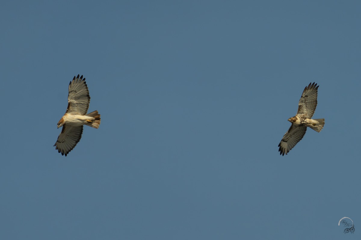 Rotschwanzbussard - ML646704163