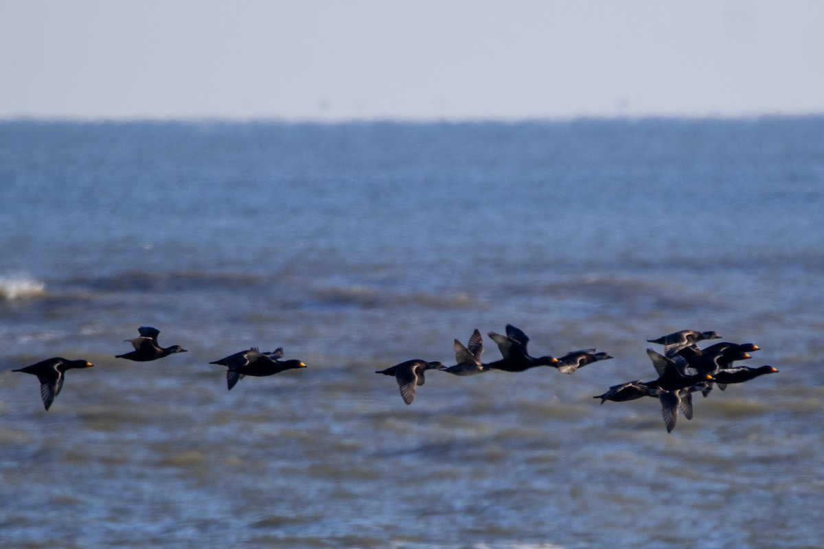 Американская синьга - ML646704169