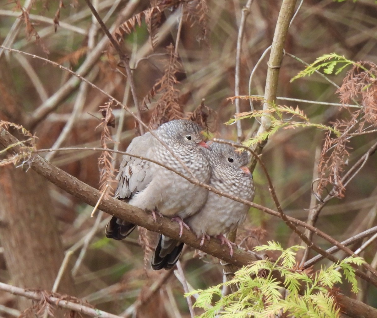 Common Ground Dove - ML646704171