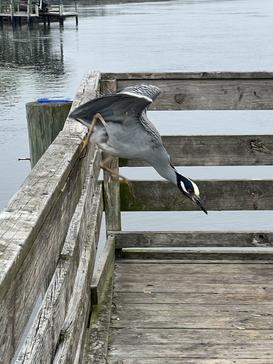 kvakoš žlutočelý - ML646704172