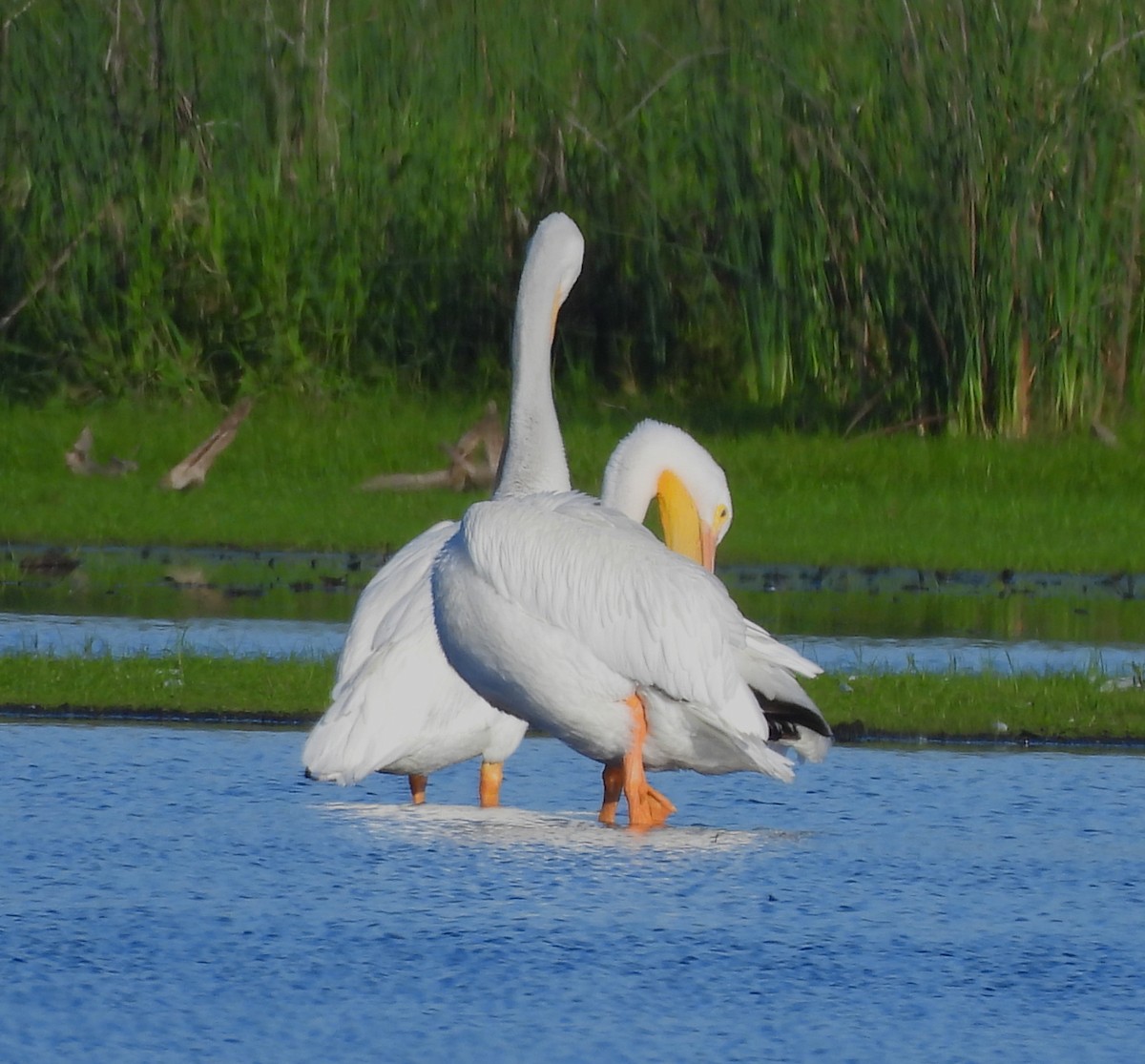 Пелікан рогодзьобий - ML646704173