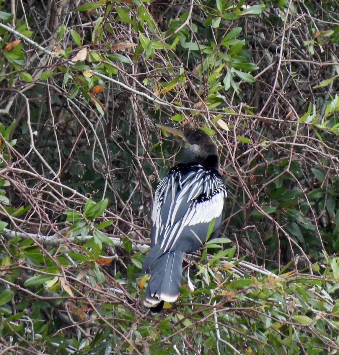 Anhinga - ML646704178