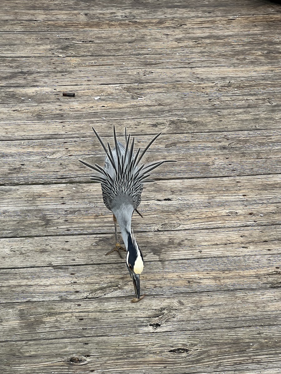 kvakoš žlutočelý - ML646704179