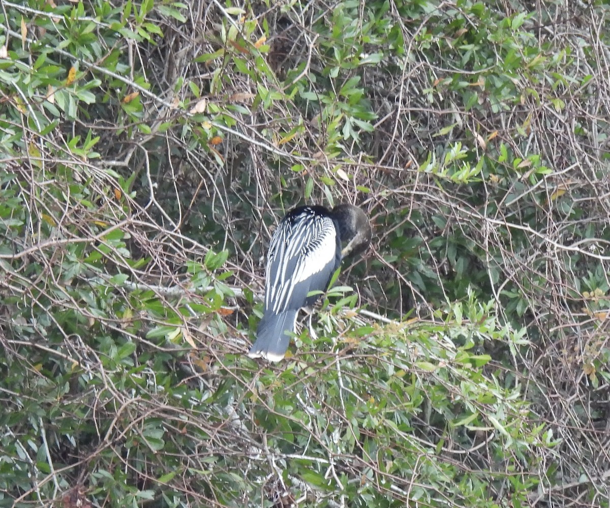 Anhinga - ML646704180