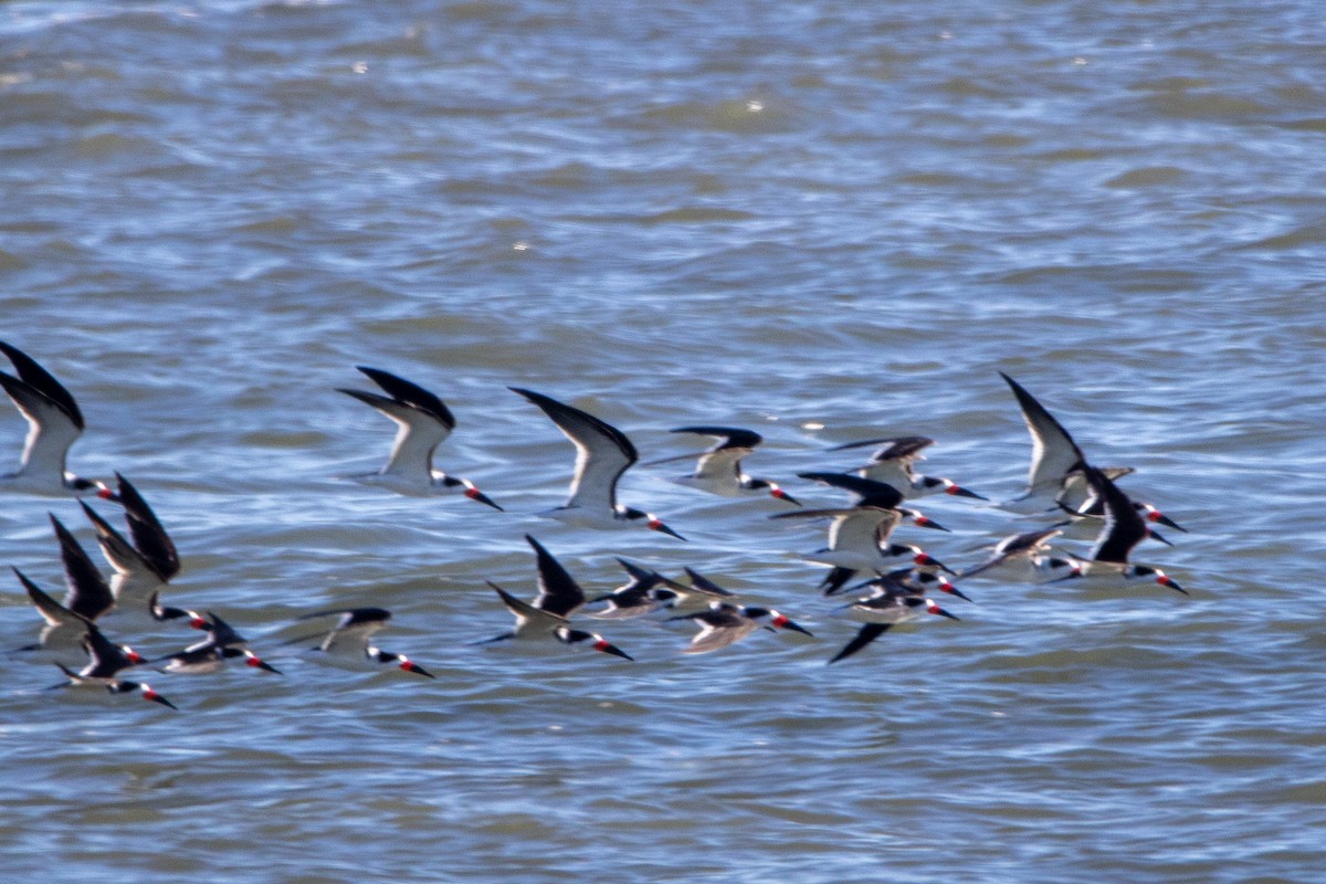 Чёрный водорез - ML646704181