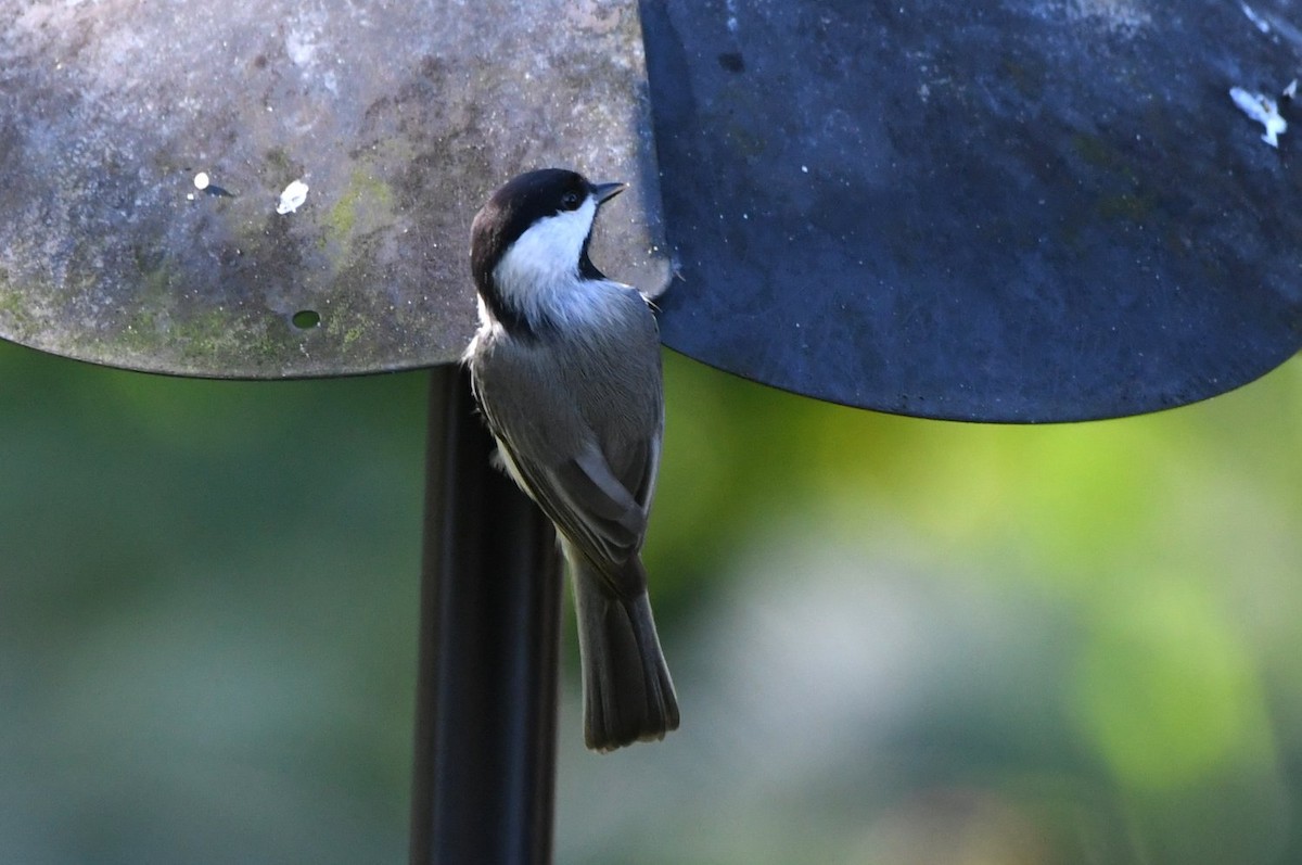 Каролинская гаичка - ML646704182