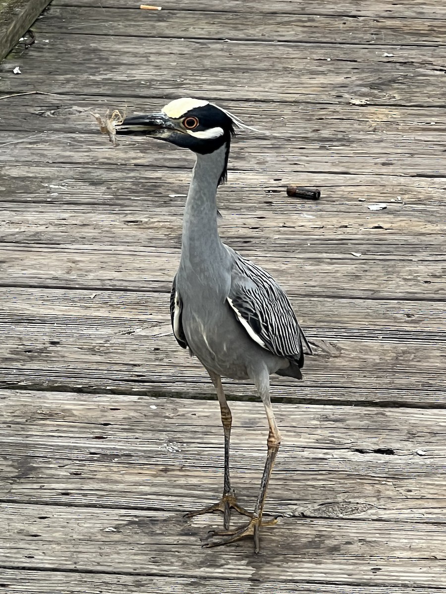 kvakoš žlutočelý - ML646704185