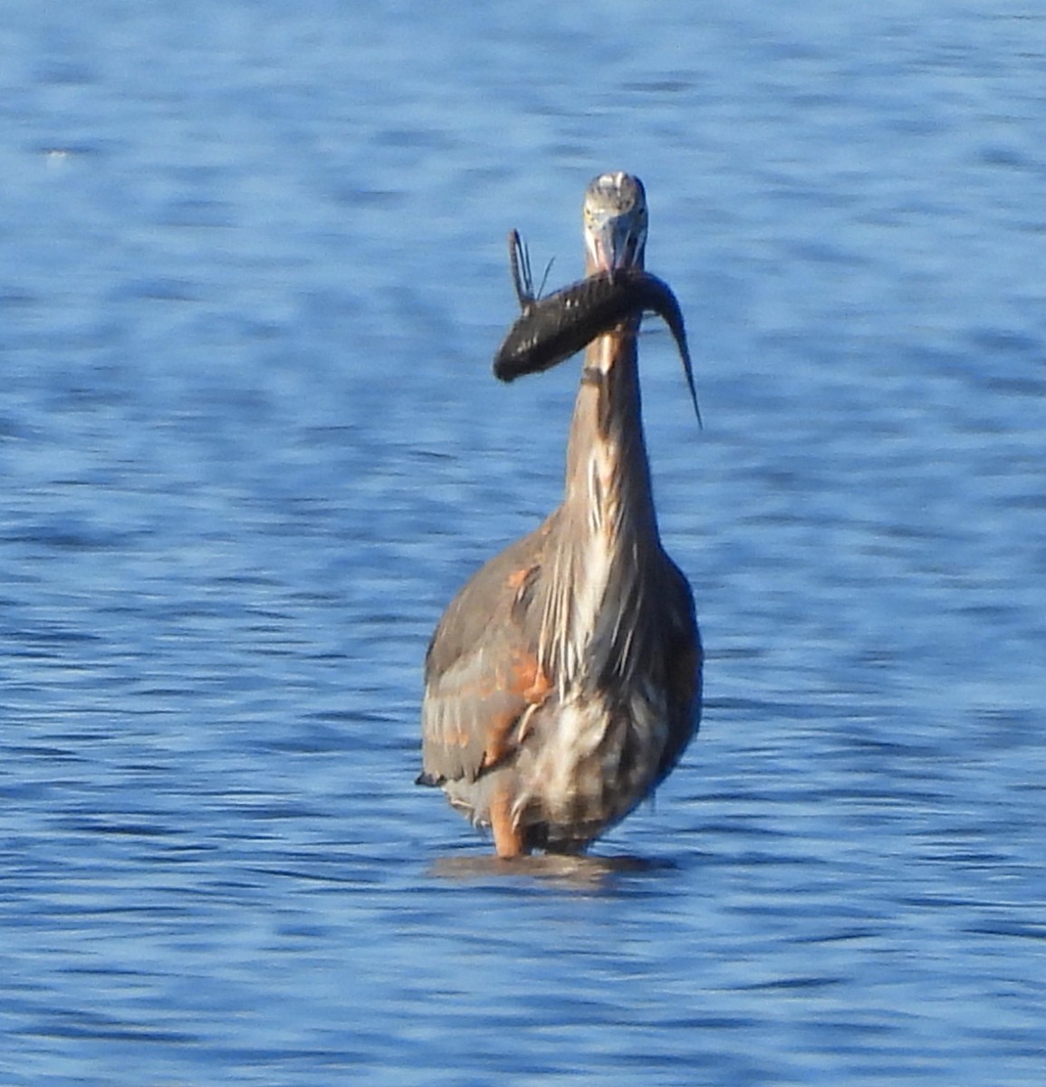 Чапля північна - ML646704186