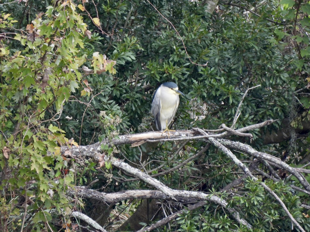 Black-crowned Night Heron - ML646704188