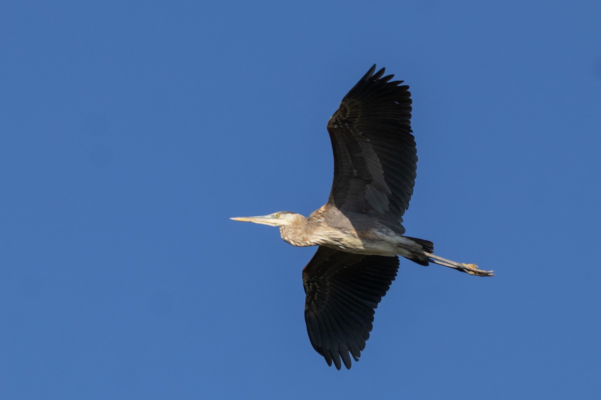 Большая голубая цапля - ML646704191