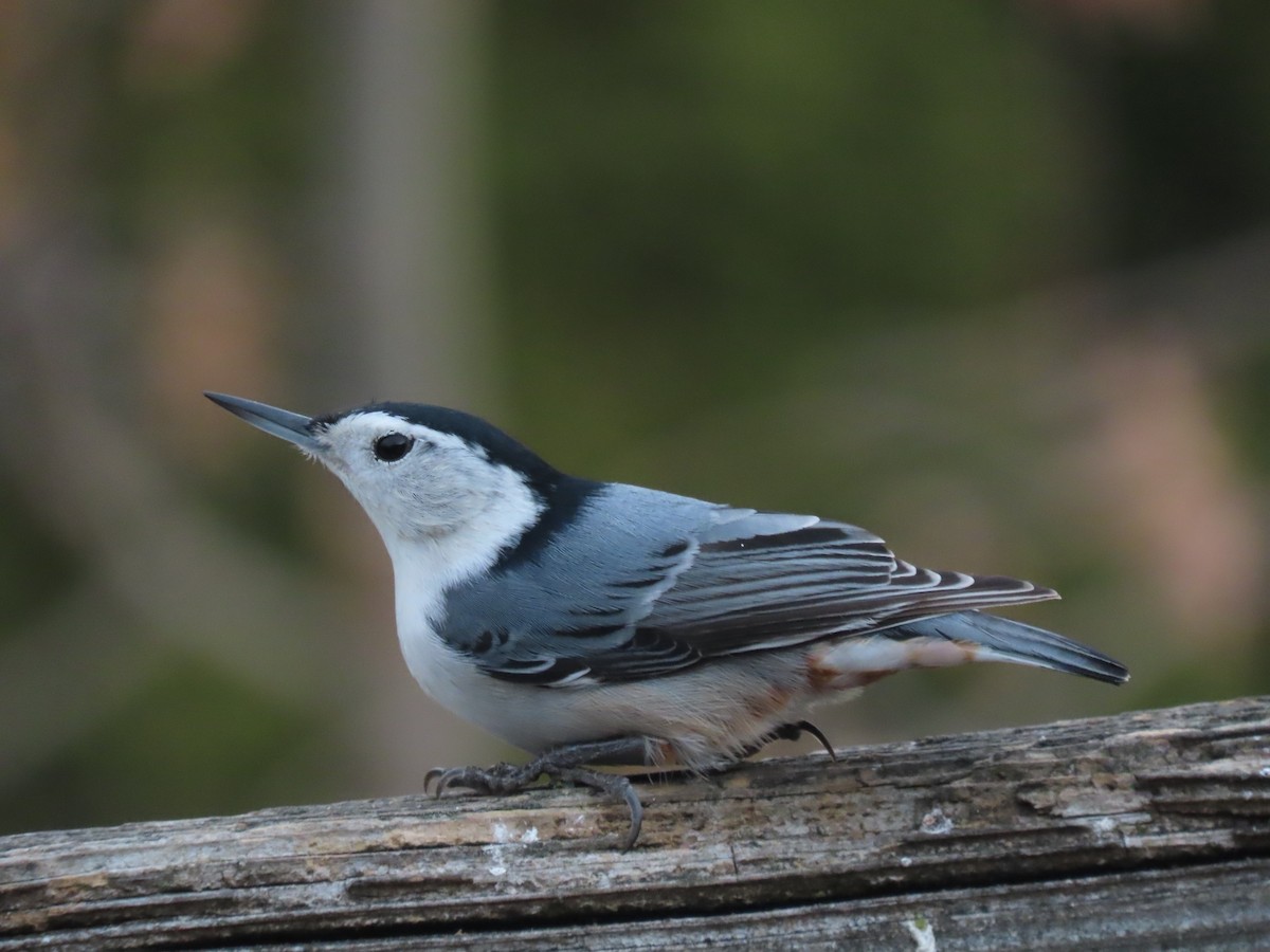 hvitbrystspettmeis - ML646704192