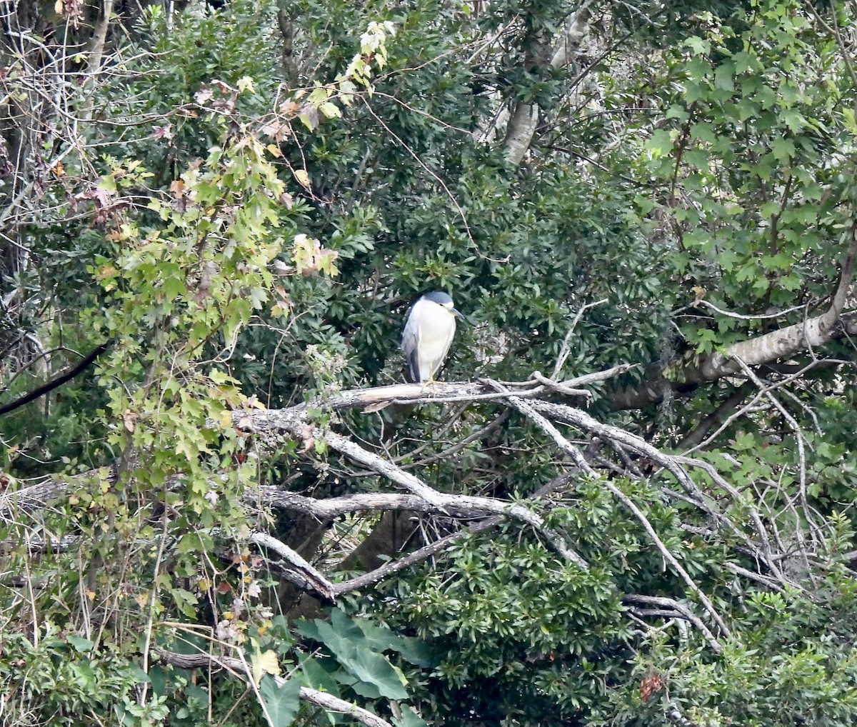 Black-crowned Night Heron - ML646704193