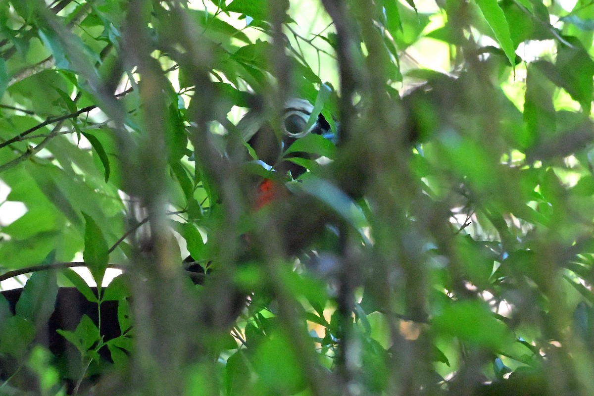 Black-fronted Piping-Guan - ML646704197
