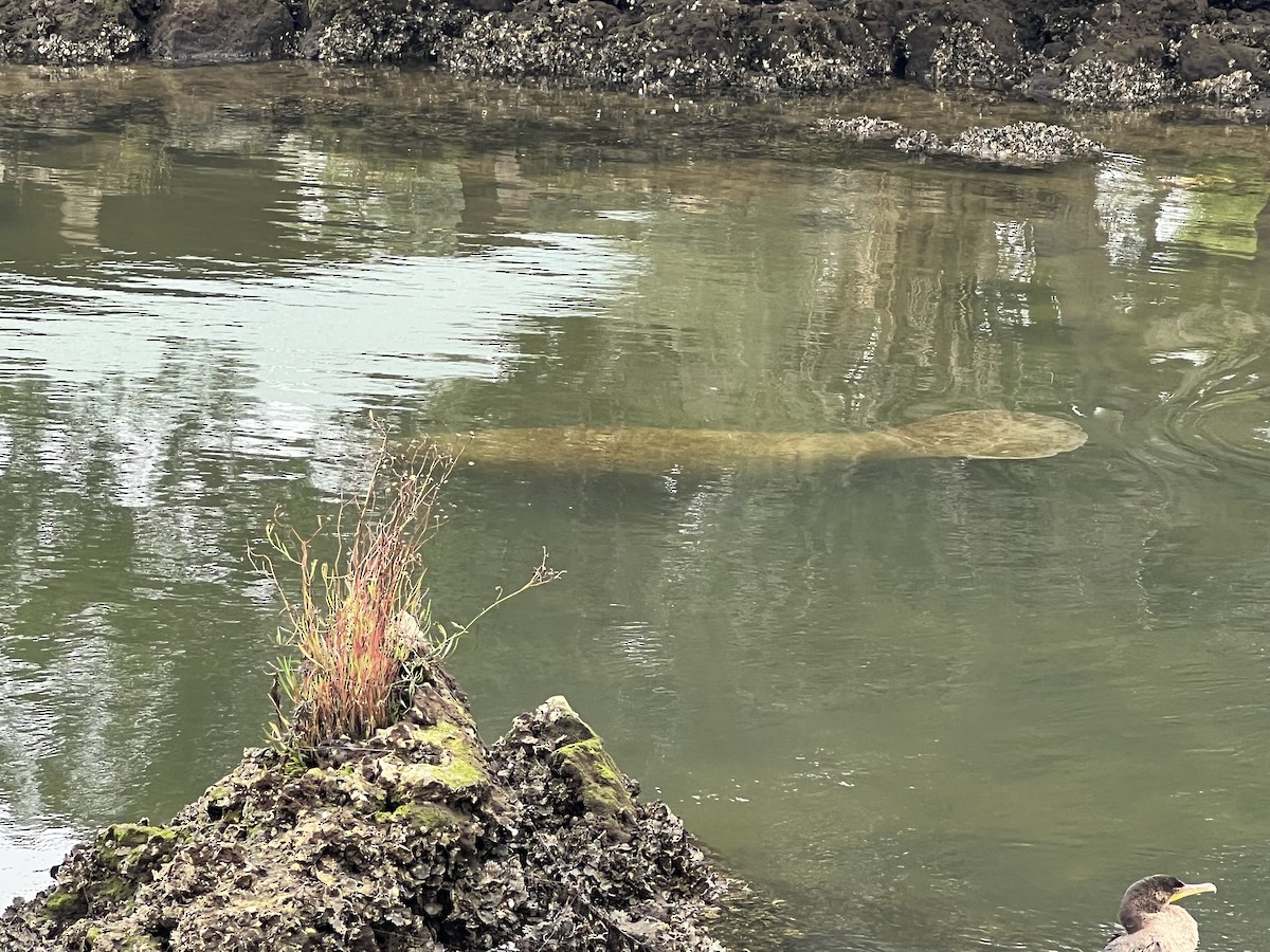 Florida Manatee - ML646704201
