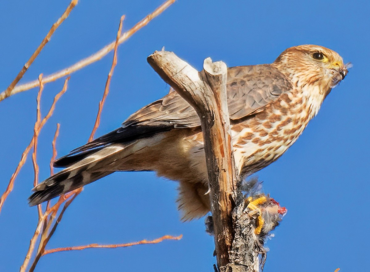 Merlin - ML646704202