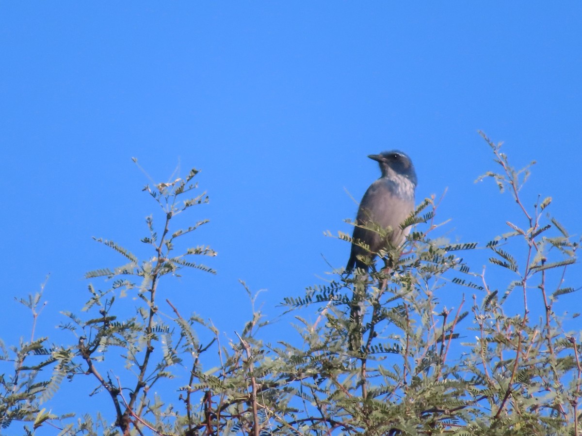 Woodhouse's Scrub-Jay - ML646704203
