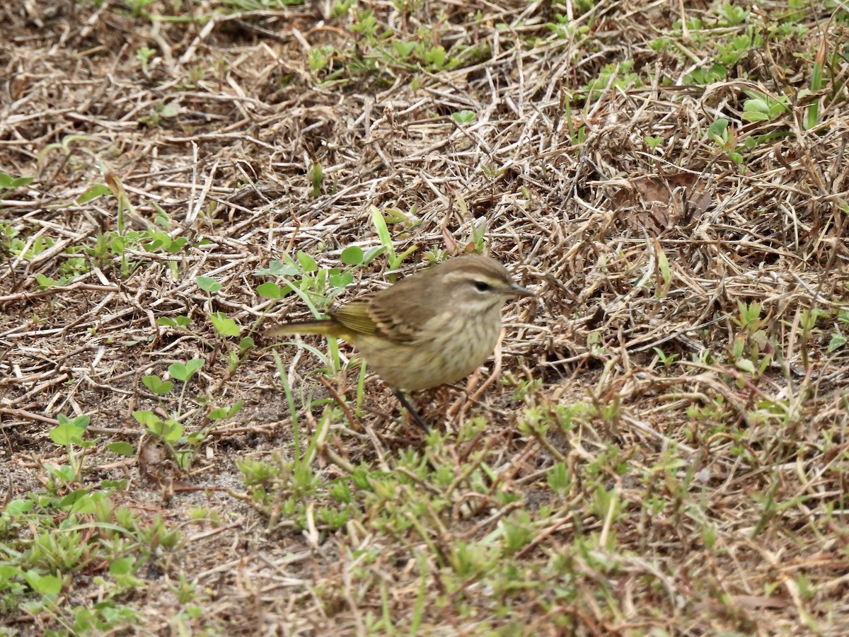 Palm Warbler - ML646704204