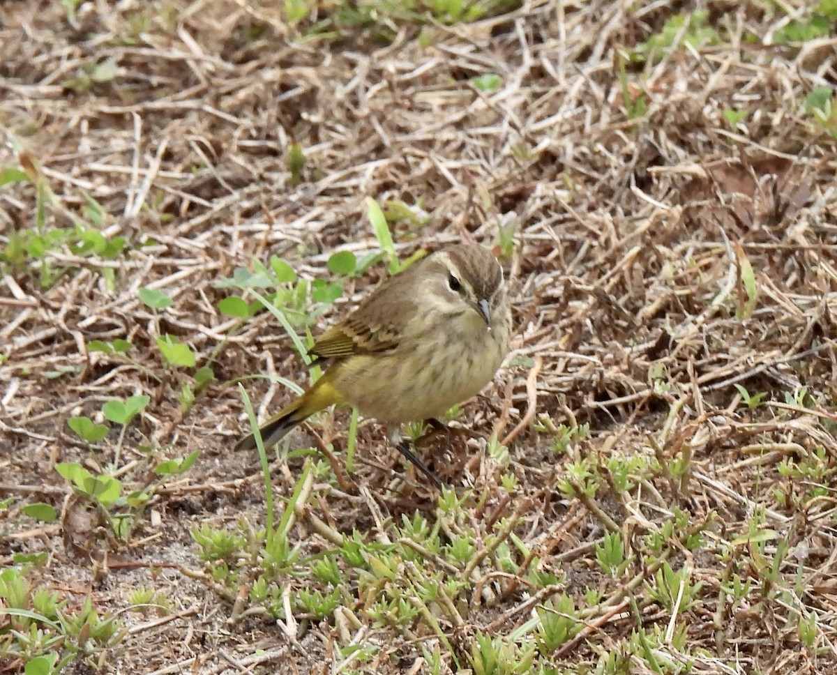 Palm Warbler - ML646704206