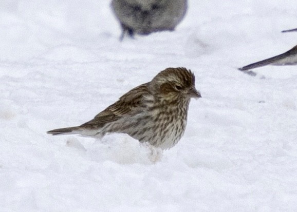 Cassin's Finch - ML646704207