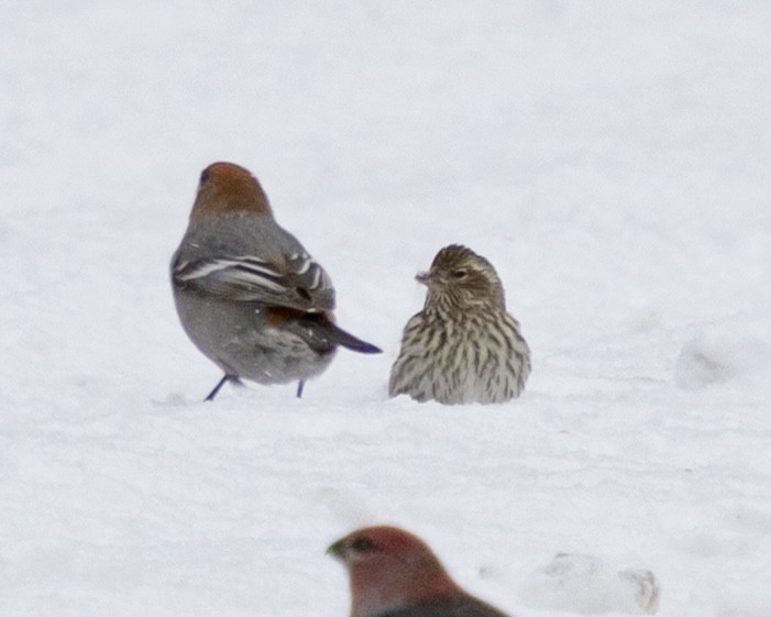 Cassin's Finch - ML646704208