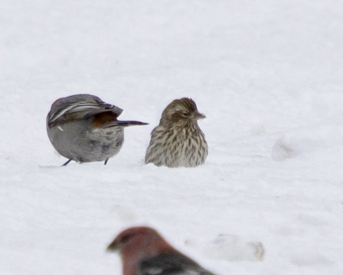Cassin's Finch - ML646704209