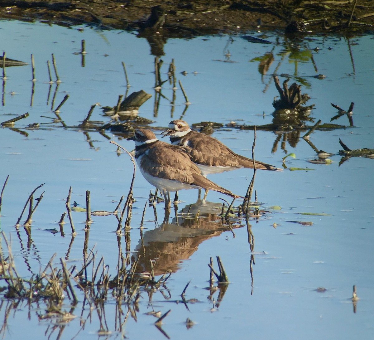 Killdeer - Stuart Malcolm