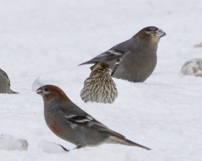 Cassin's Finch - ML646704210