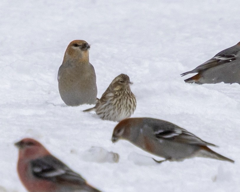 Cassin's Finch - ML646704211