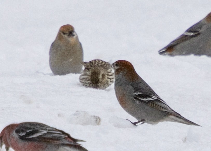 Cassin's Finch - ML646704212