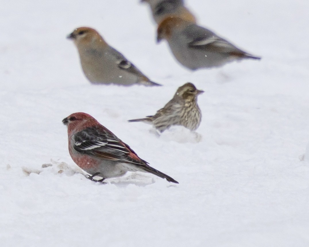 Cassin's Finch - ML646704213