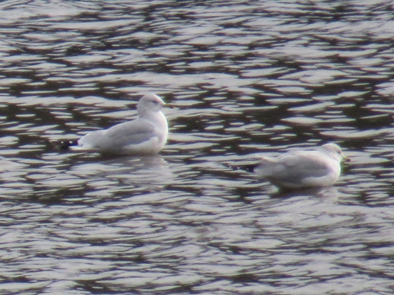 ringnebbmåke - ML646704214