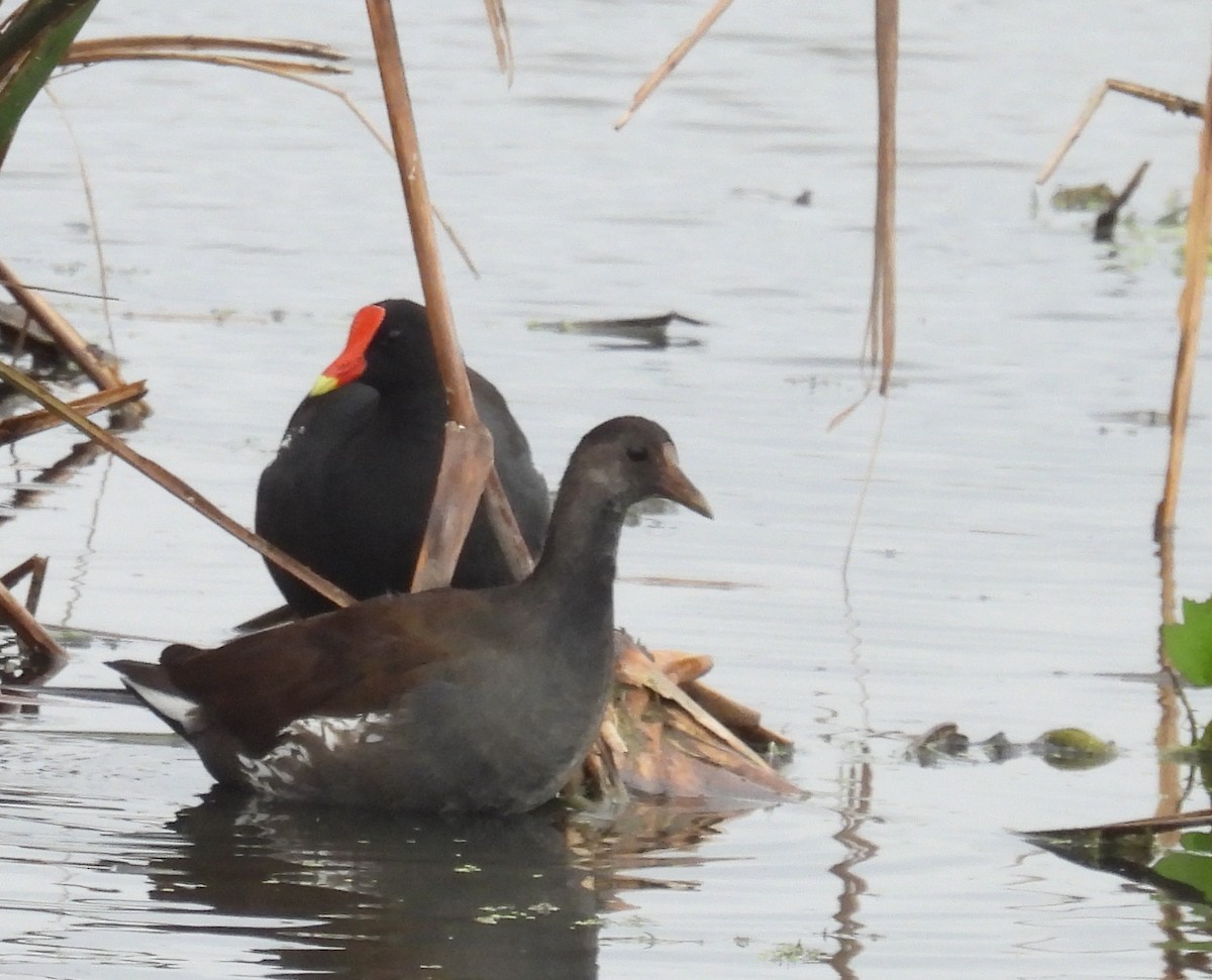 Американская камышница - ML646704216